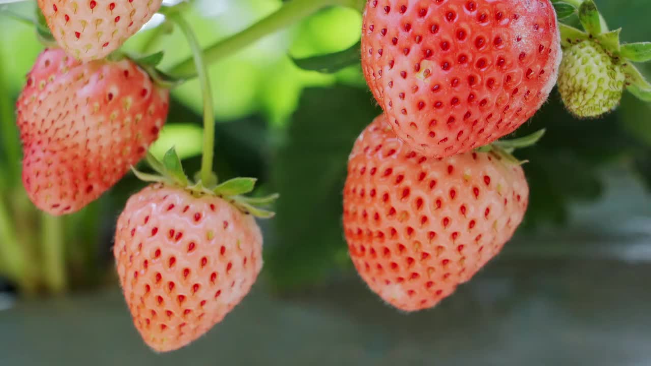 草莓丰收草莓叶子牛奶草莓特写视频素材