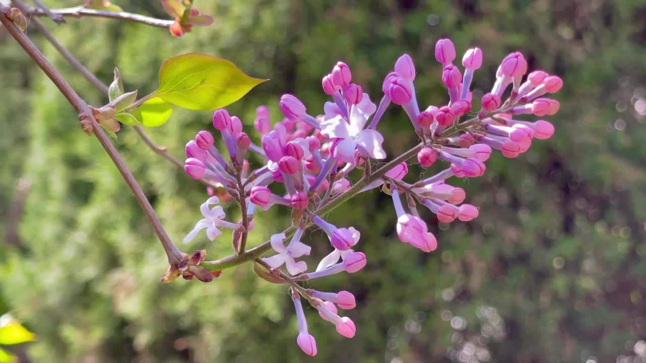 丁香花视频素材