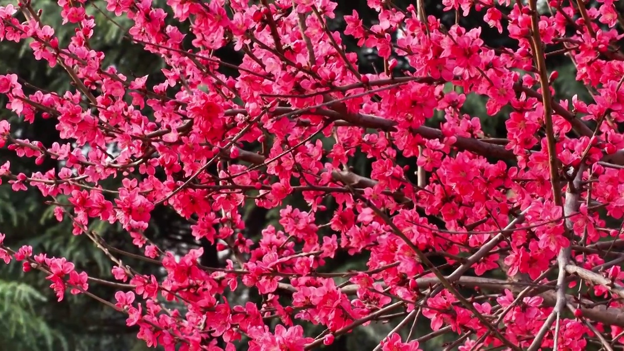 春天，桃花、樱花、紫薇、红叶李花的特写镜头视频素材