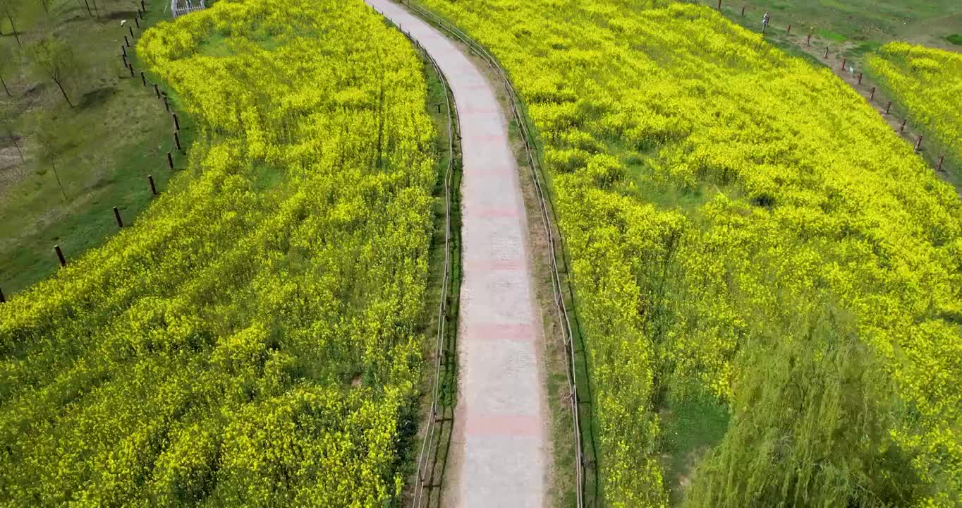 陕西省西安市西咸新区沣东油菜花田视频素材