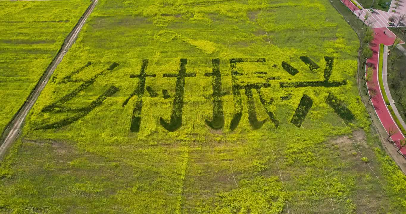 陕西省西安市西咸新区沣东油菜花田视频素材