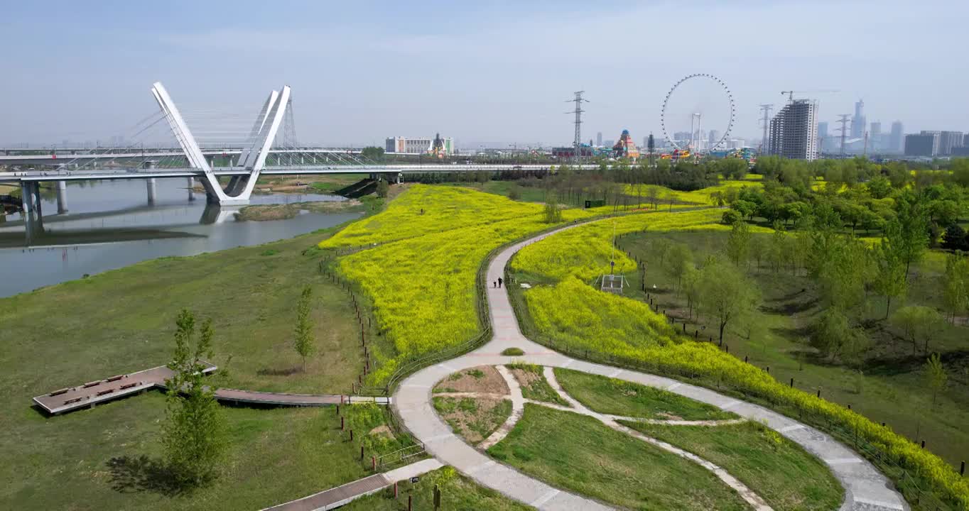 陕西省西安市西咸新区沣东油菜花田视频素材