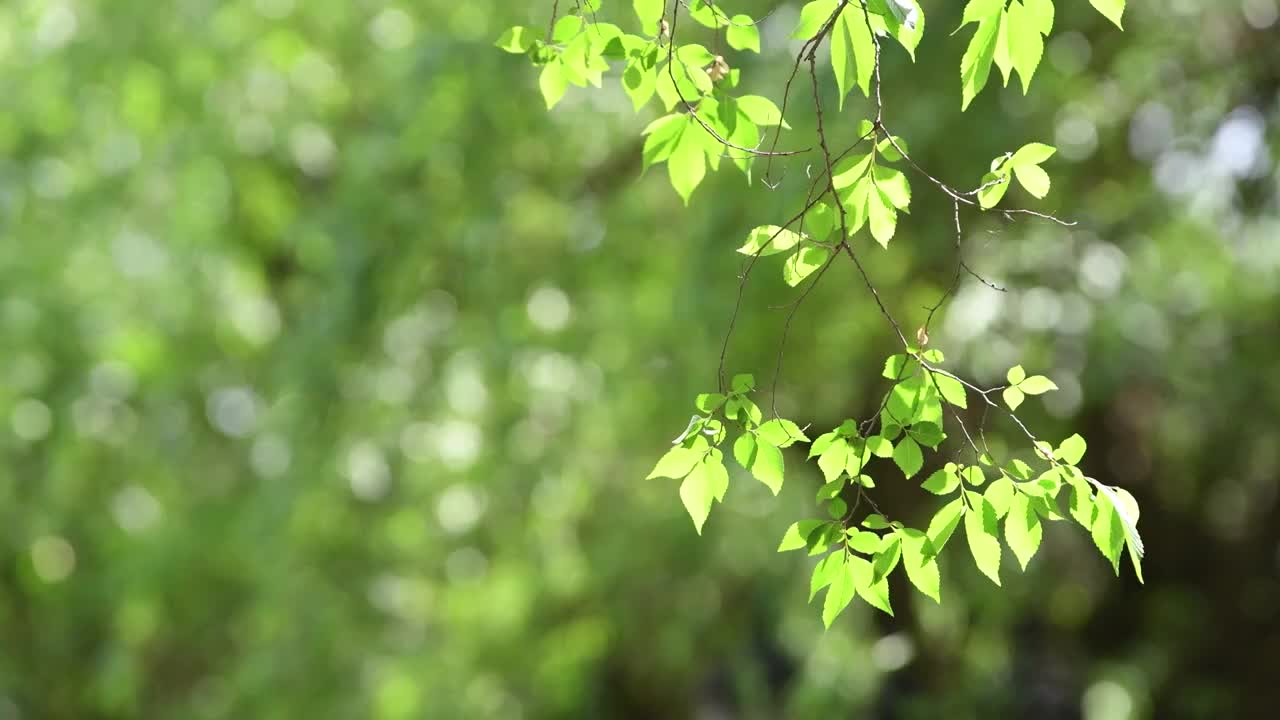 阳光下被风吹动的树枝视频素材