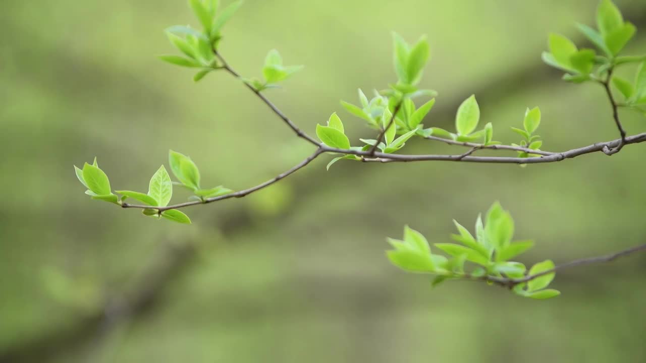 阳光下被风吹动的树枝视频素材