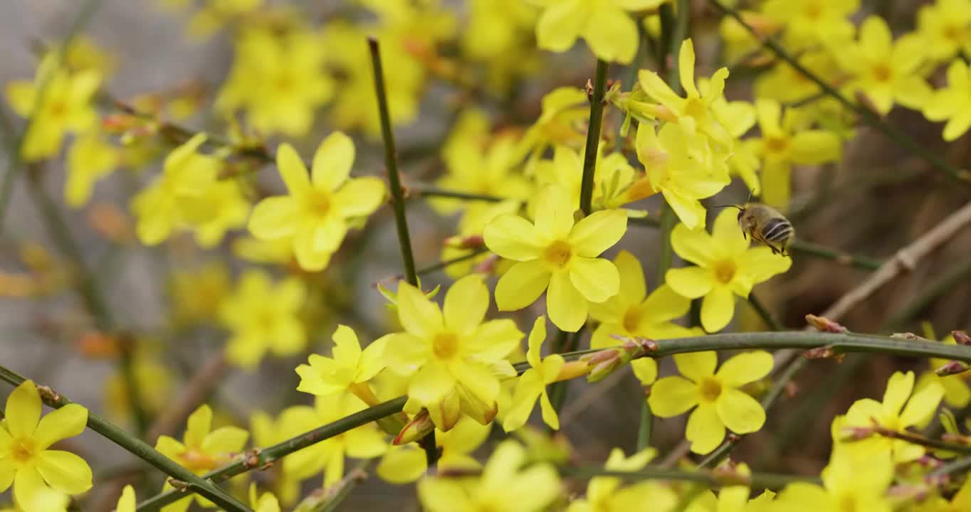 蜜蜂飞在迎春花丛中采蜜（选编）视频素材