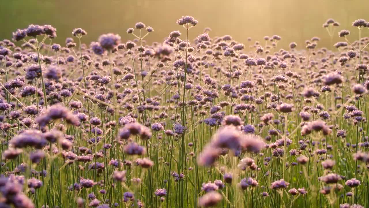 逆光下的紫色花海视频下载