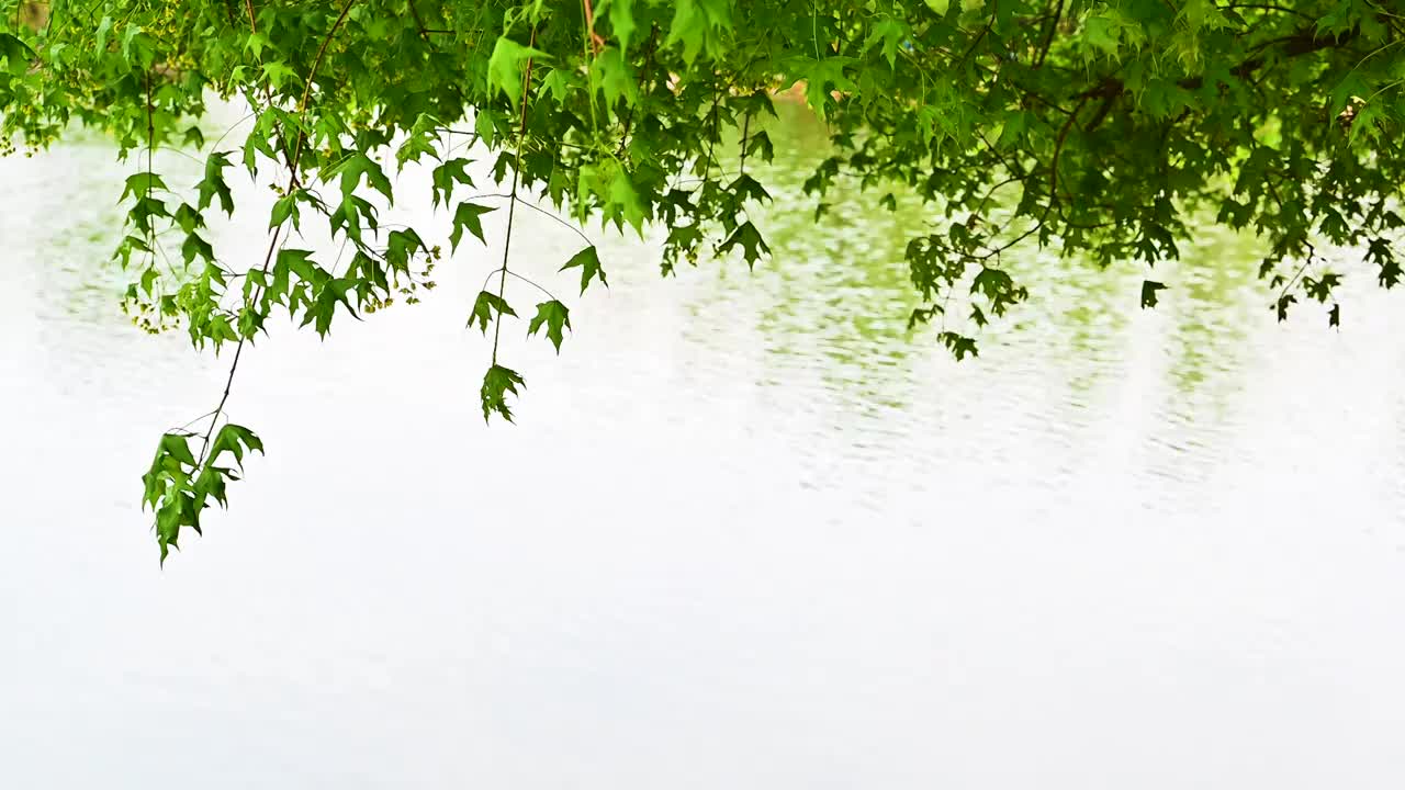 春天湖边湖水映衬绿色的枫叶和彩色桃花视频素材