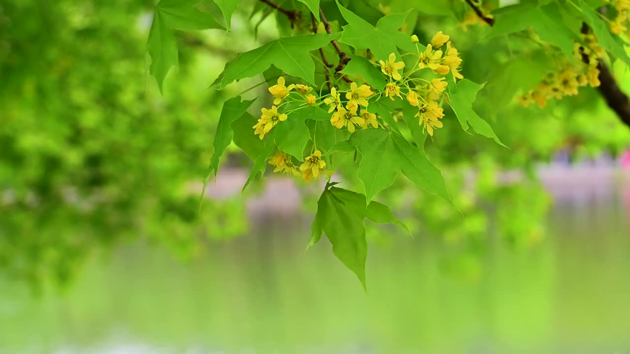 春天湖边湖水映衬绿色的枫叶和彩色桃花视频下载