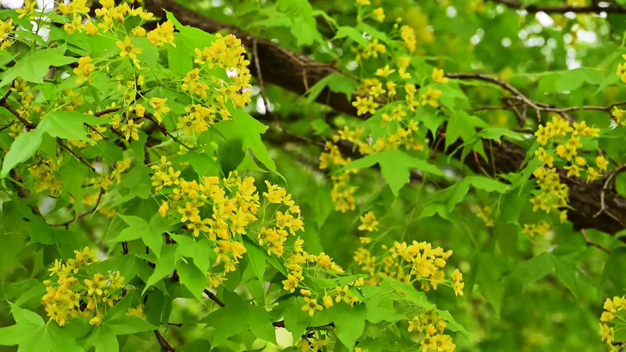 春天湖边湖水映衬绿色的枫叶和彩色桃花视频素材