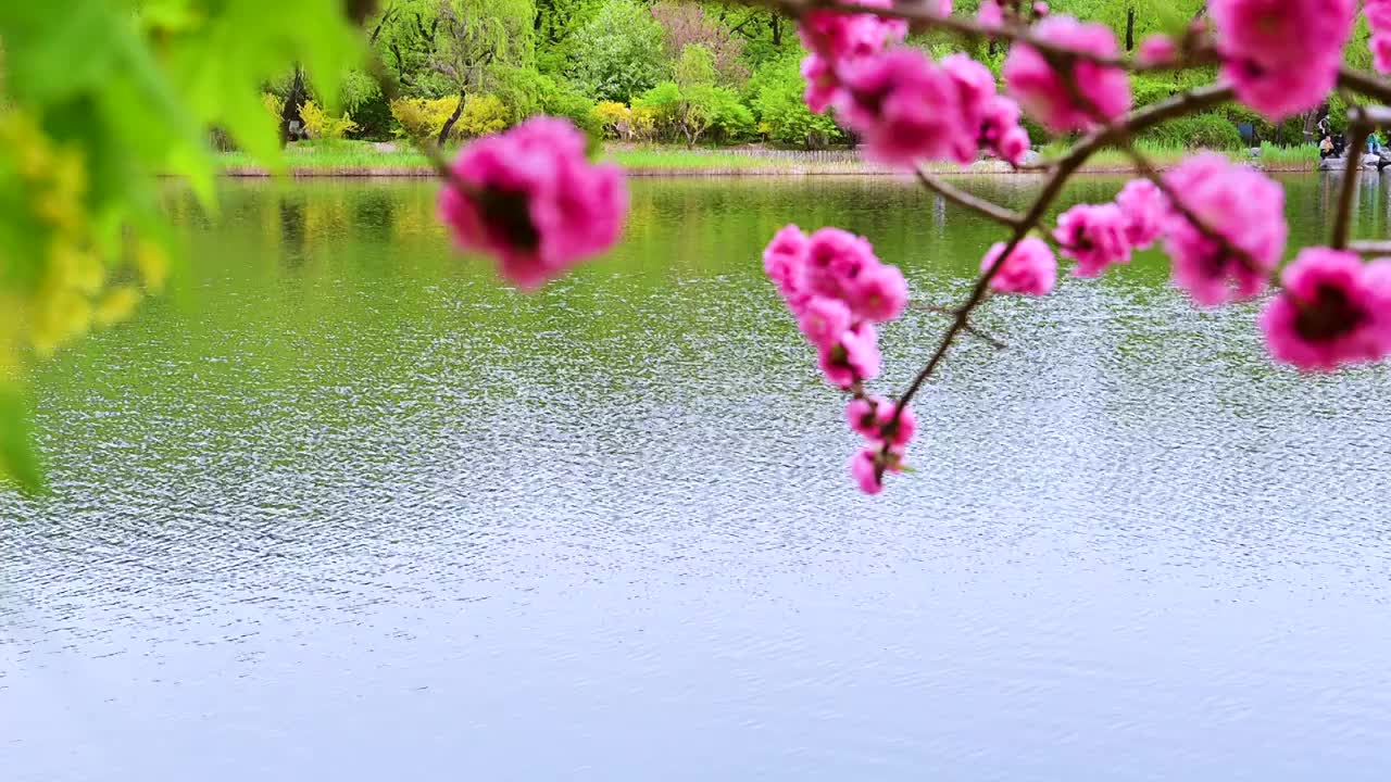 春天湖边湖水映衬绿色的枫叶和彩色桃花视频下载