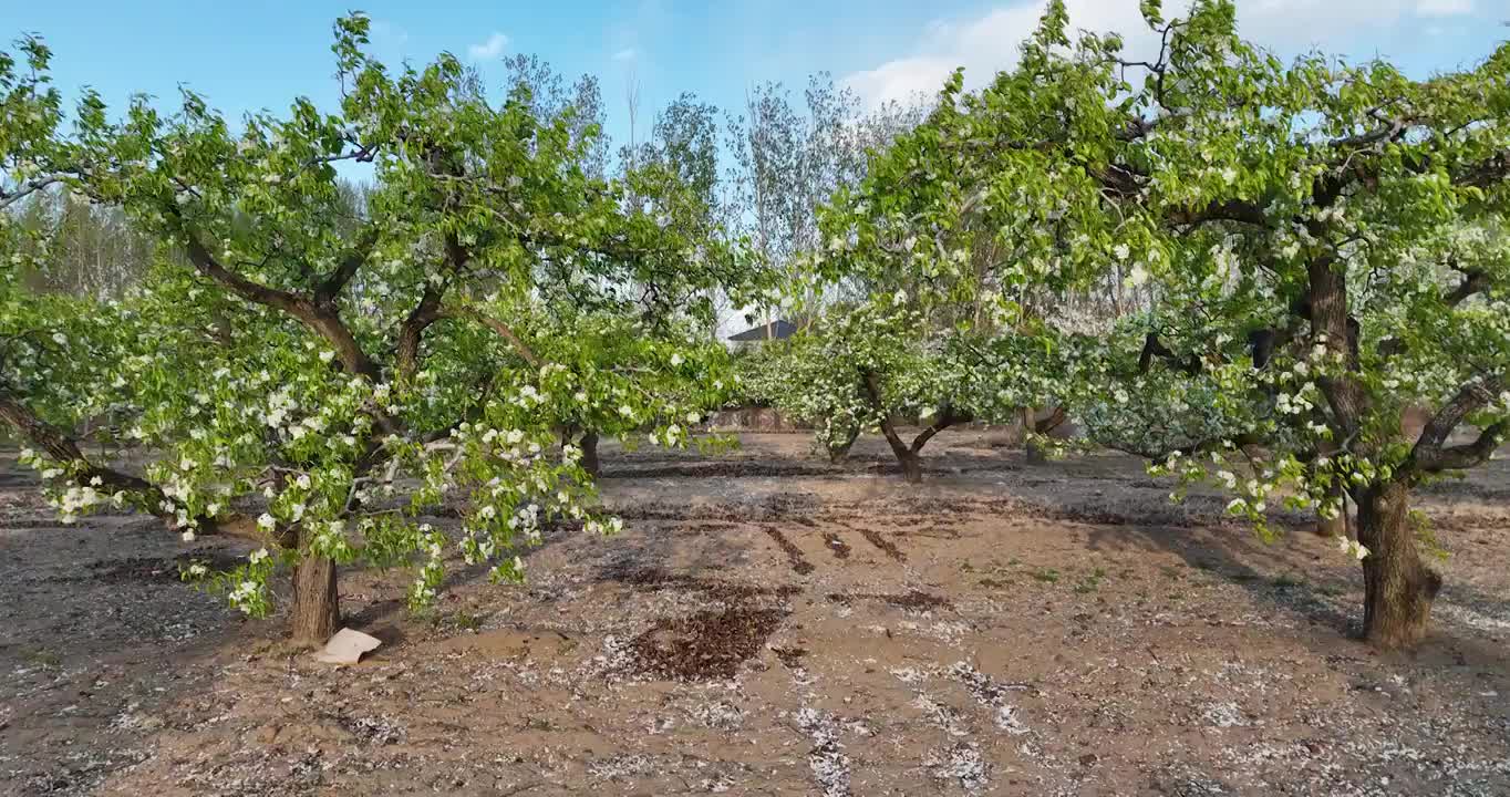 春天果园里的梨花开满枝头视频素材