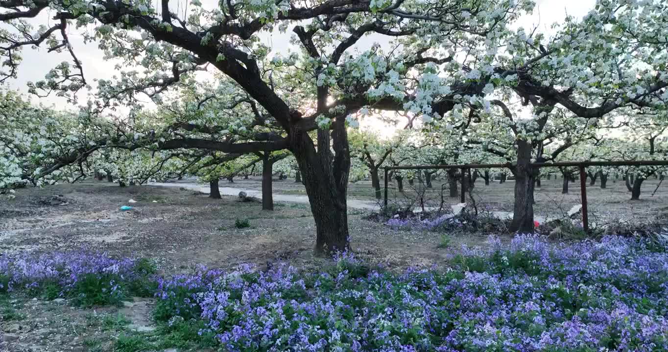 春天果园里的梨花开满枝头视频素材