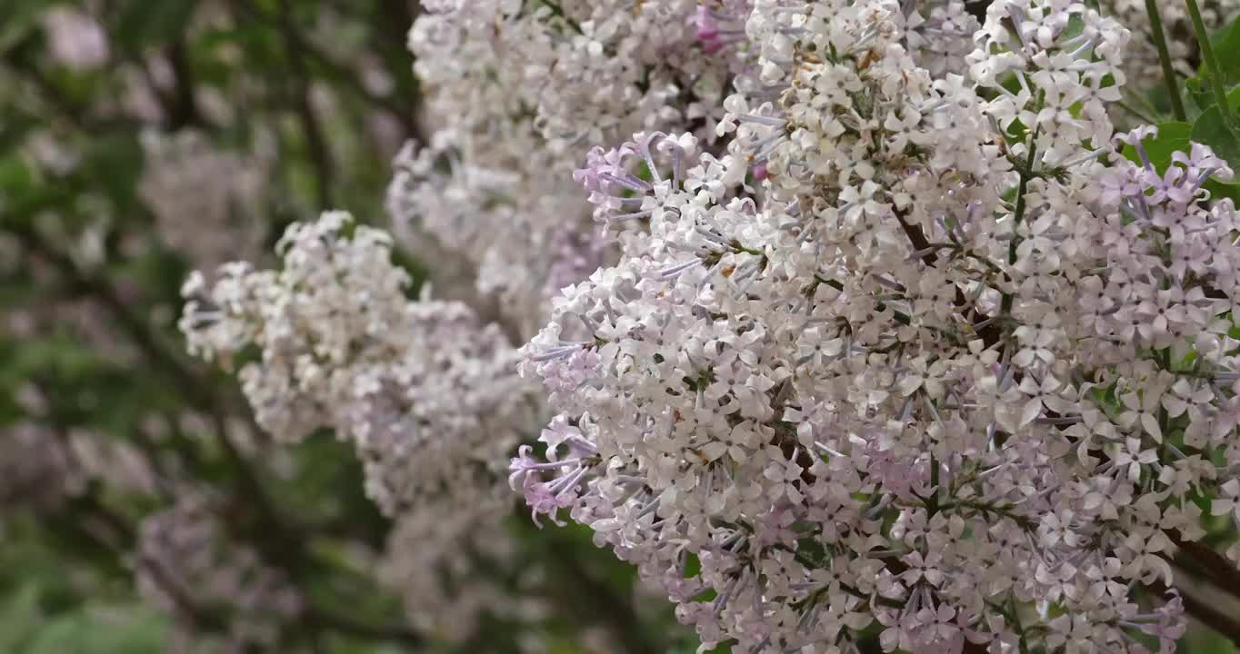 春天公园里盛开的丁香花视频素材