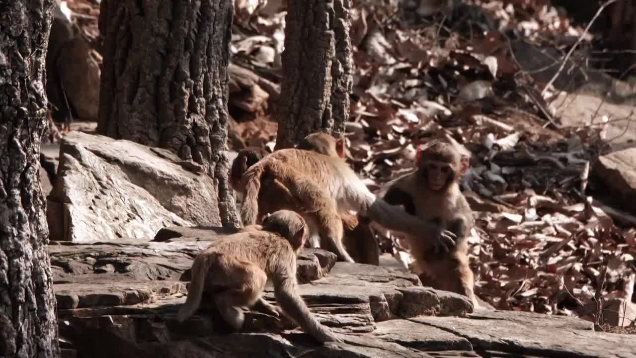 连云港花果山景区的猴子视频素材