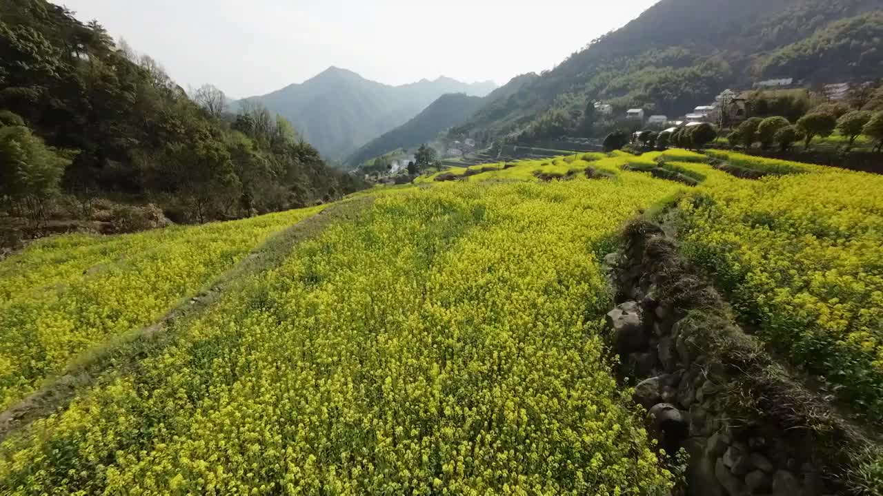 胥岭油菜花梯田视频素材