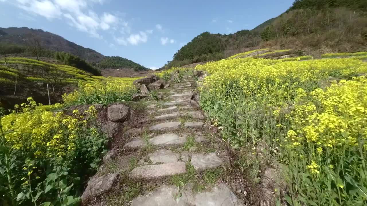 胥岭油菜花梯田视频下载