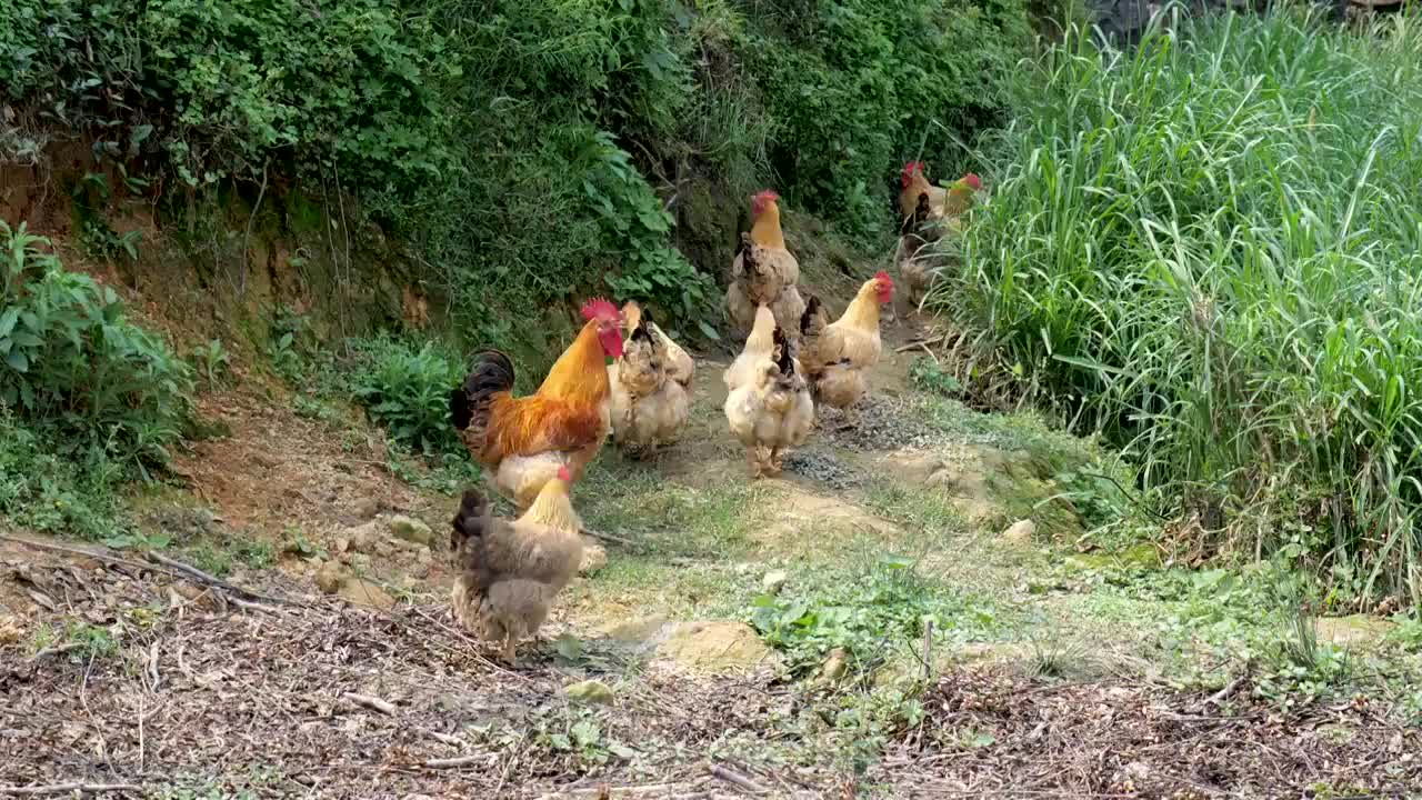 散养土鸡视频素材