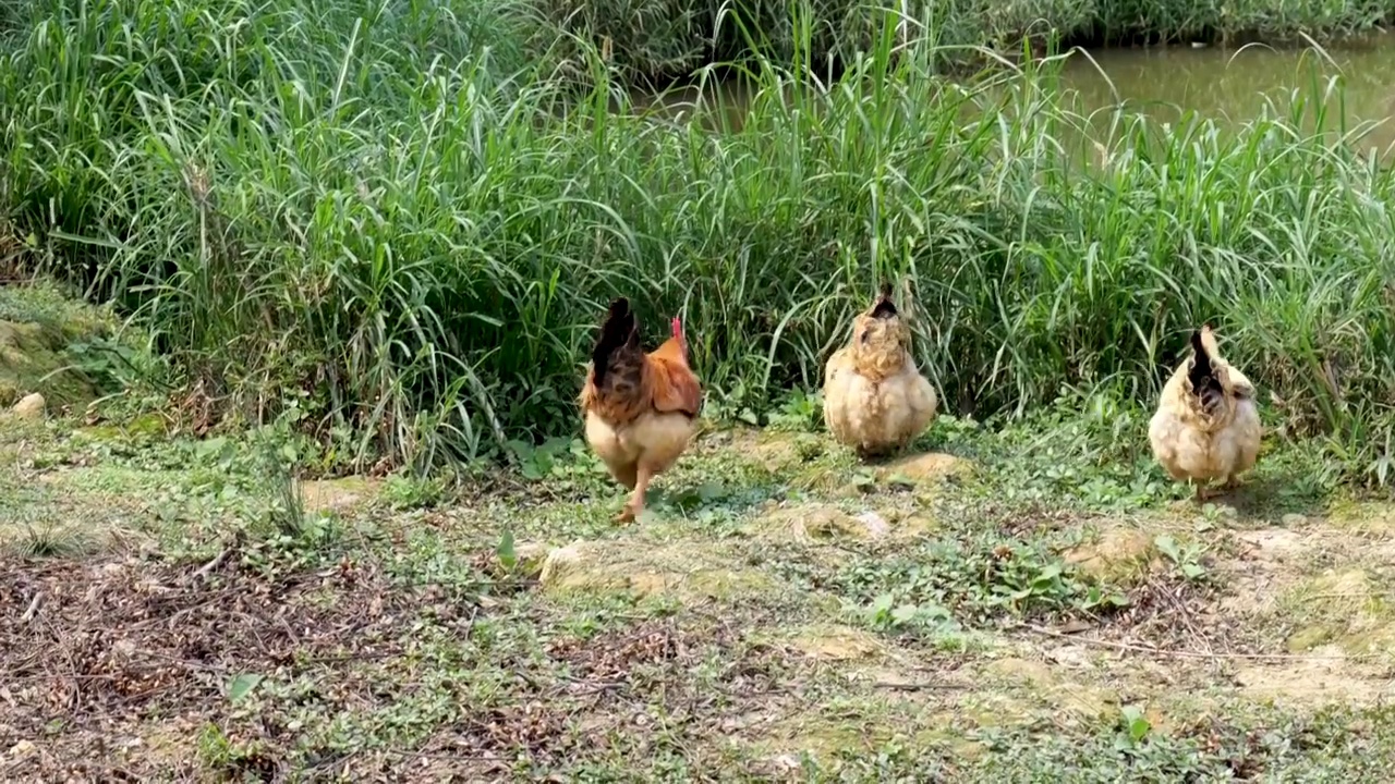 散养土鸡视频素材