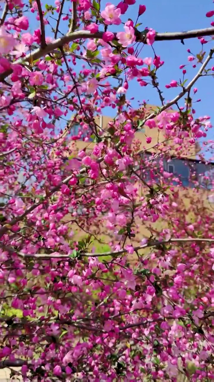 春风里海棠花团紧簇视频素材