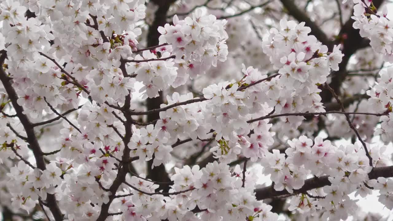 樱花视频素材