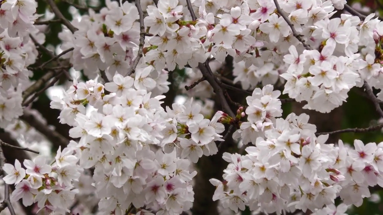 樱花视频素材