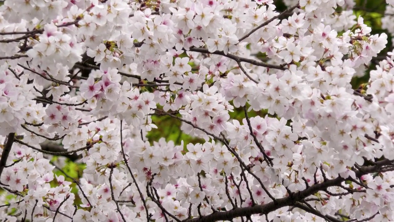 樱花视频素材