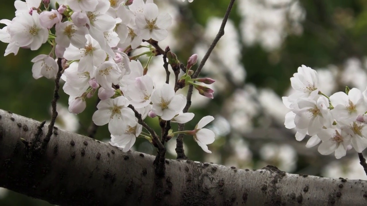 樱花视频素材