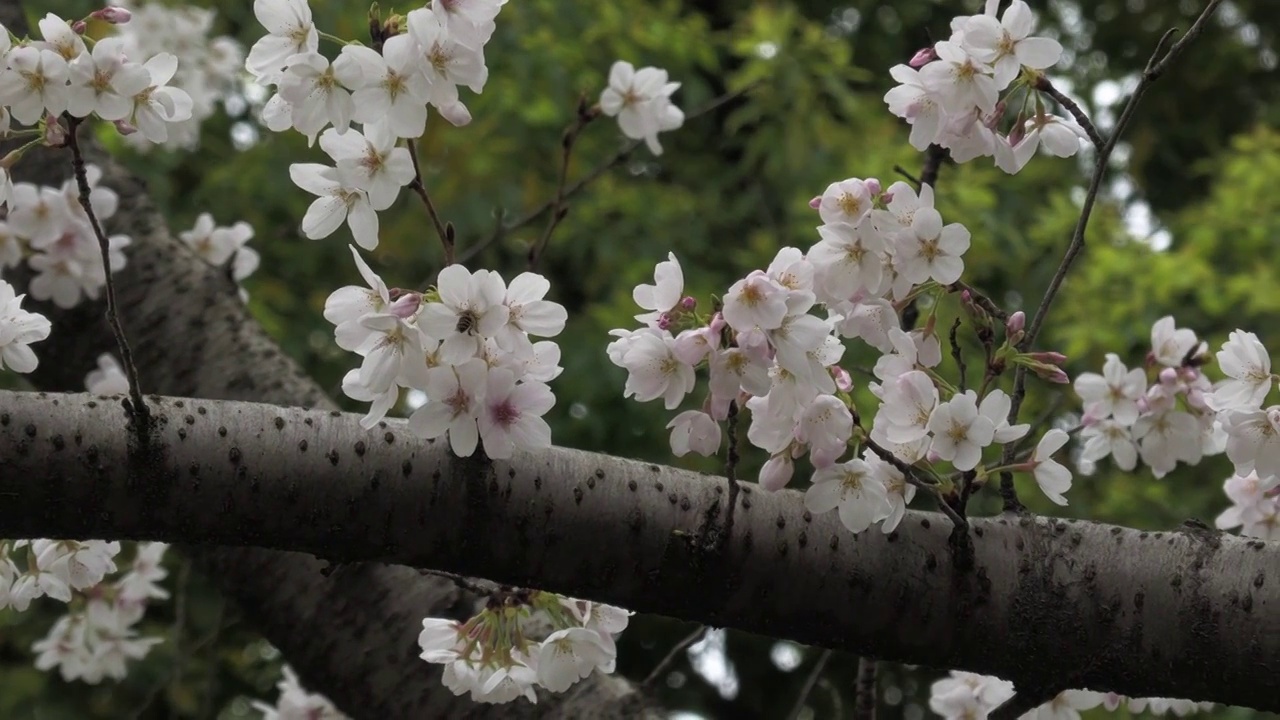 樱花视频素材