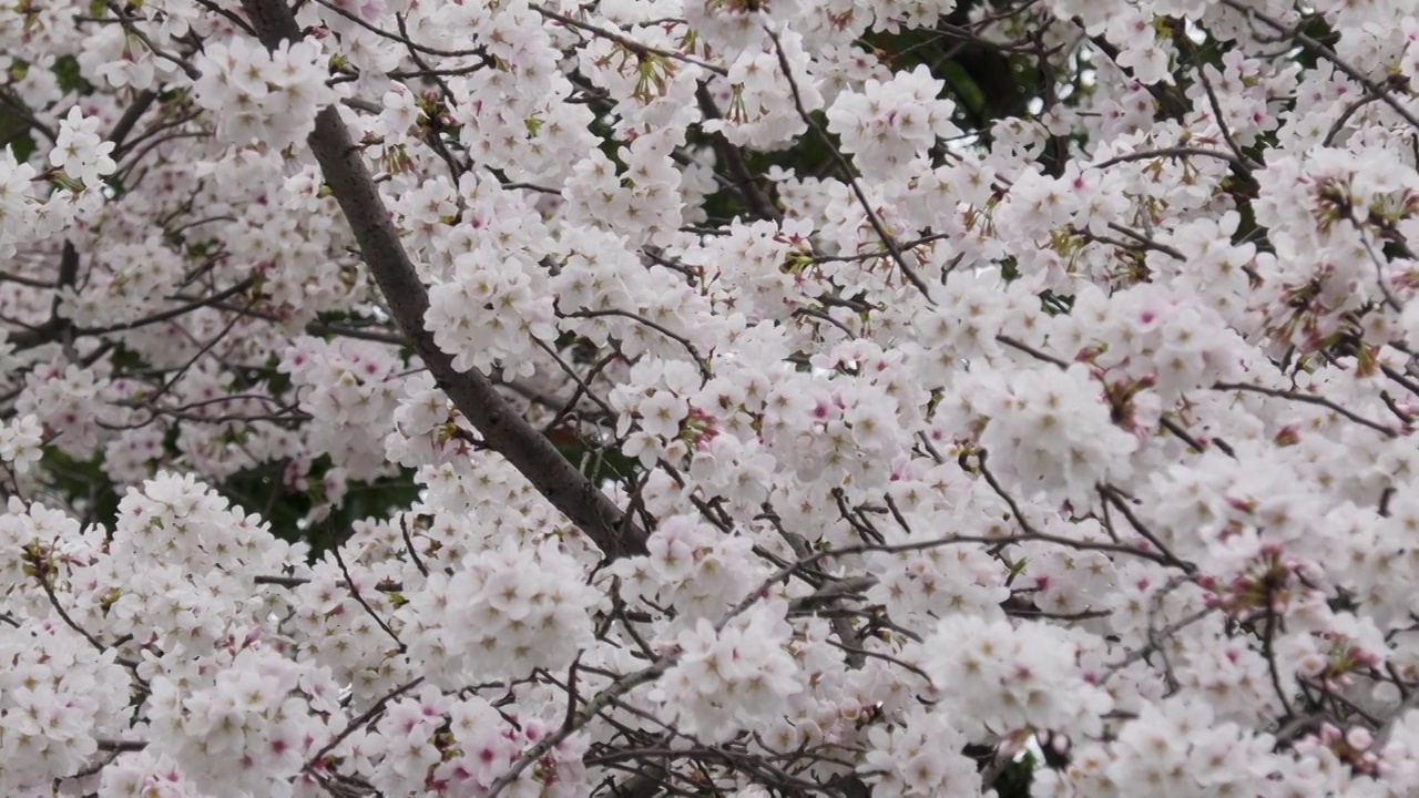 樱花视频素材