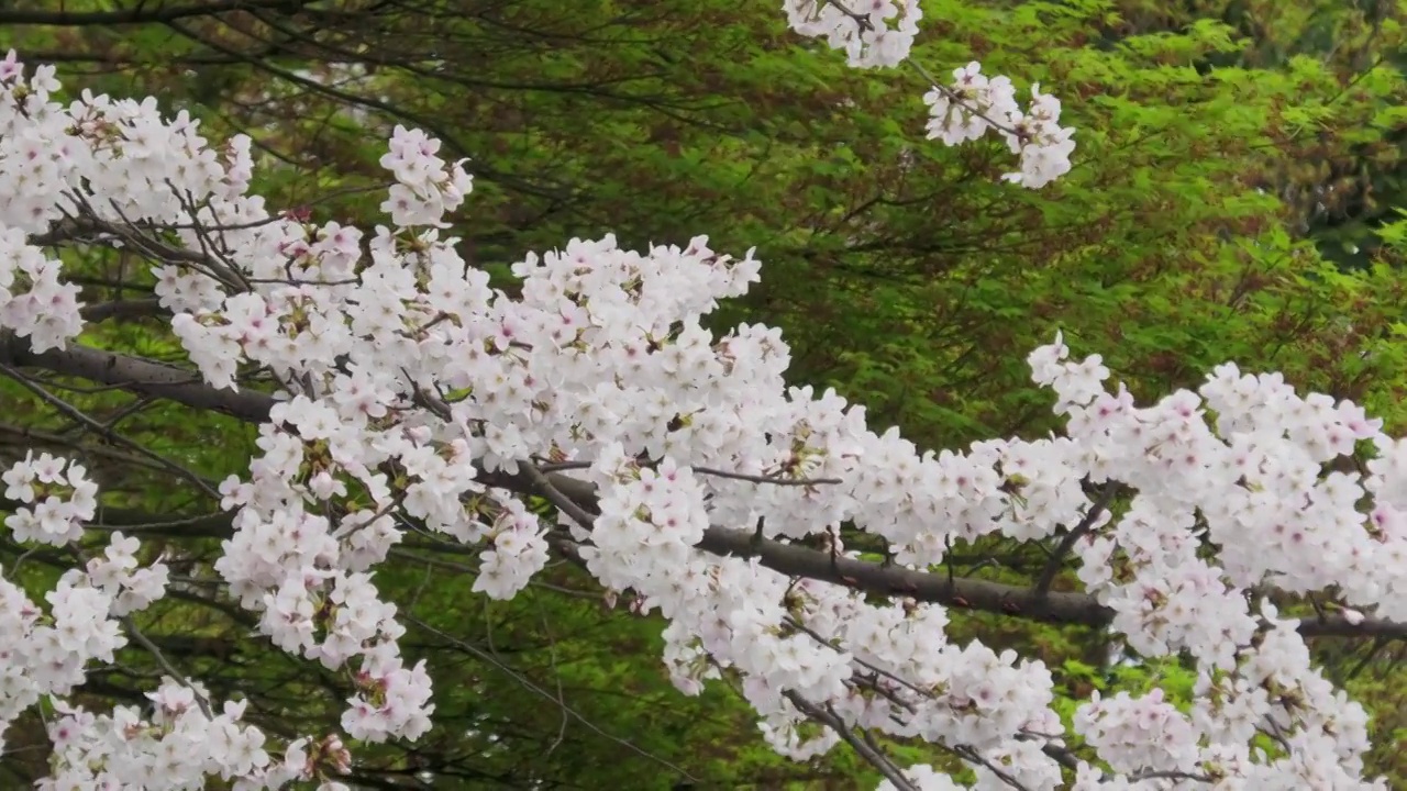 樱花视频素材