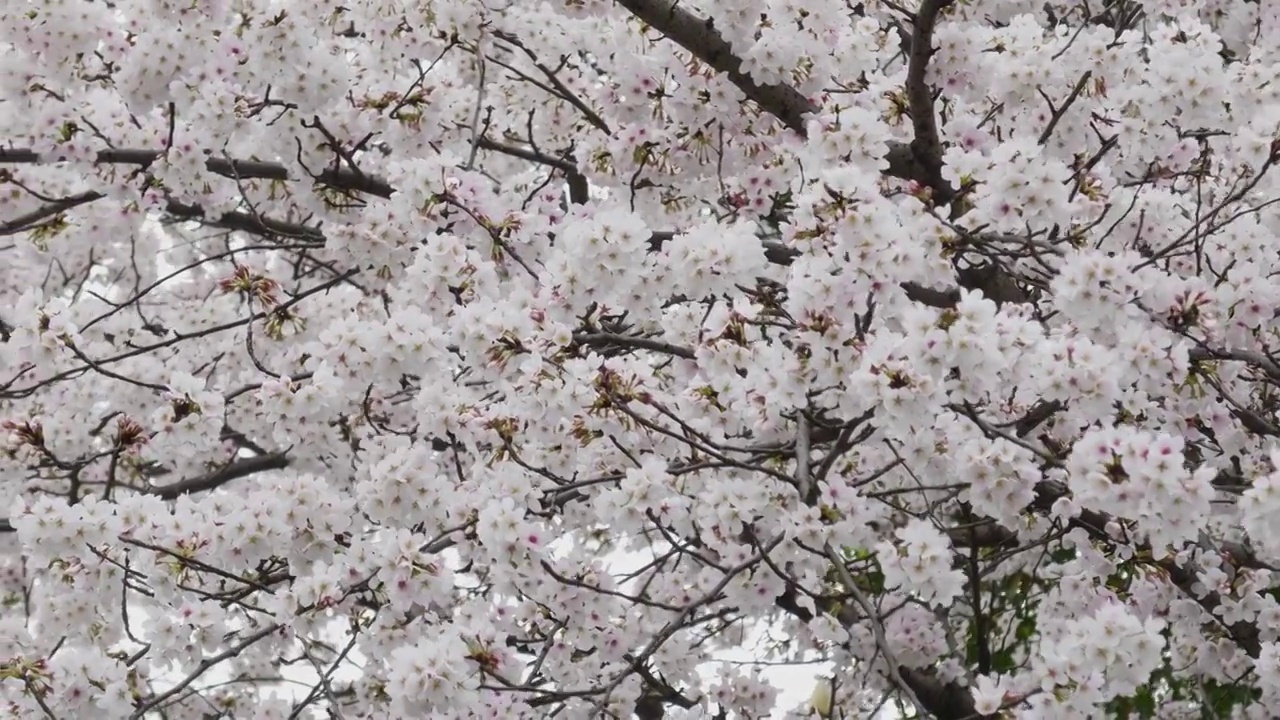 樱花视频素材