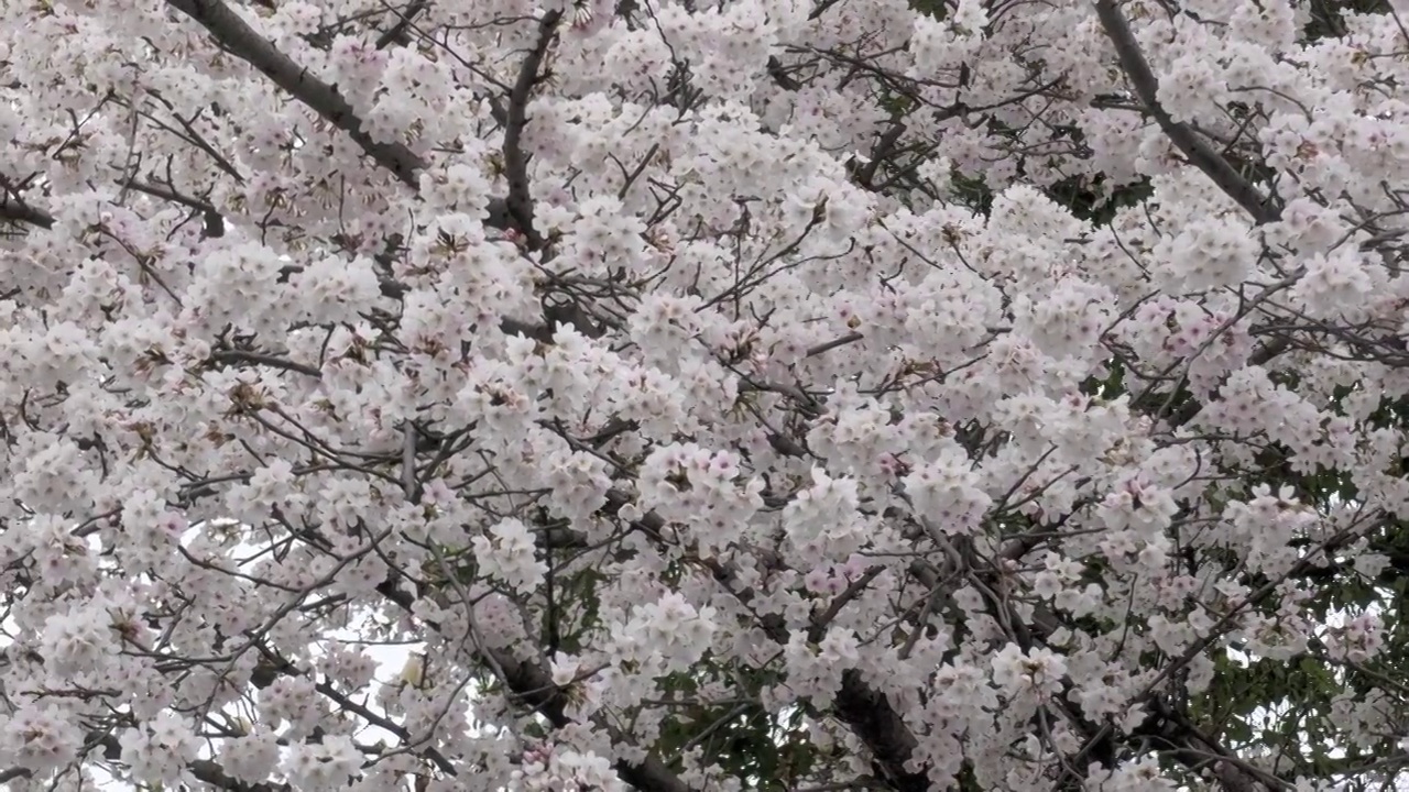 樱花视频素材