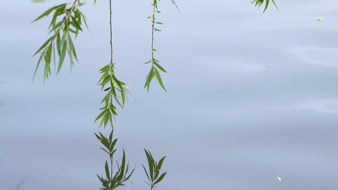 被雨季涨水淹没的柳树视频素材