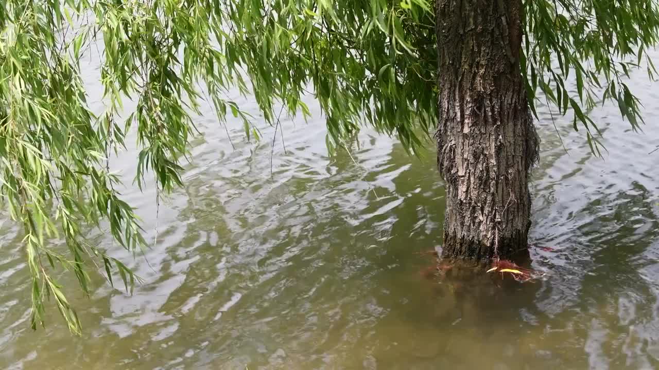 被雨季涨水淹没的柳树视频素材