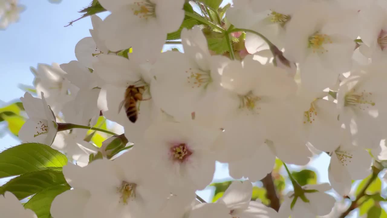 樱花上的蜜蜂视频素材