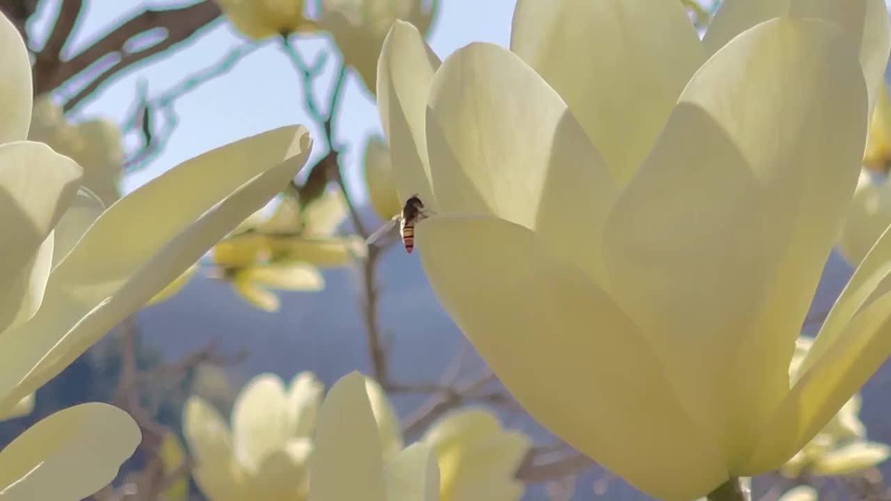 黄色玉兰花上的蜜蜂视频素材