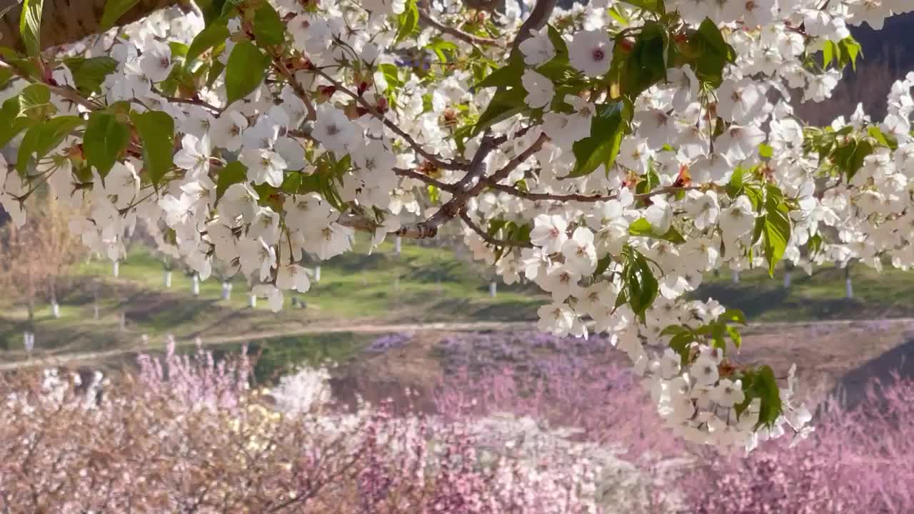 大连旅顺樱花园视频素材