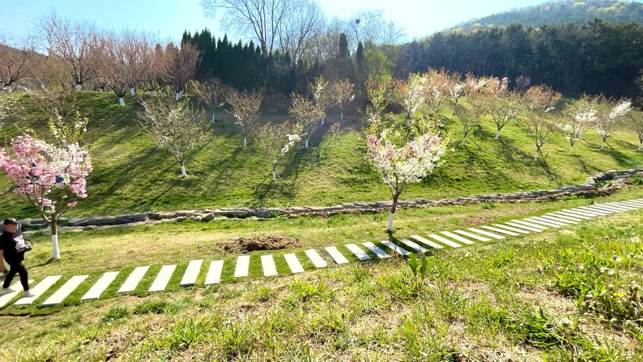 大连旅顺樱花园视频素材