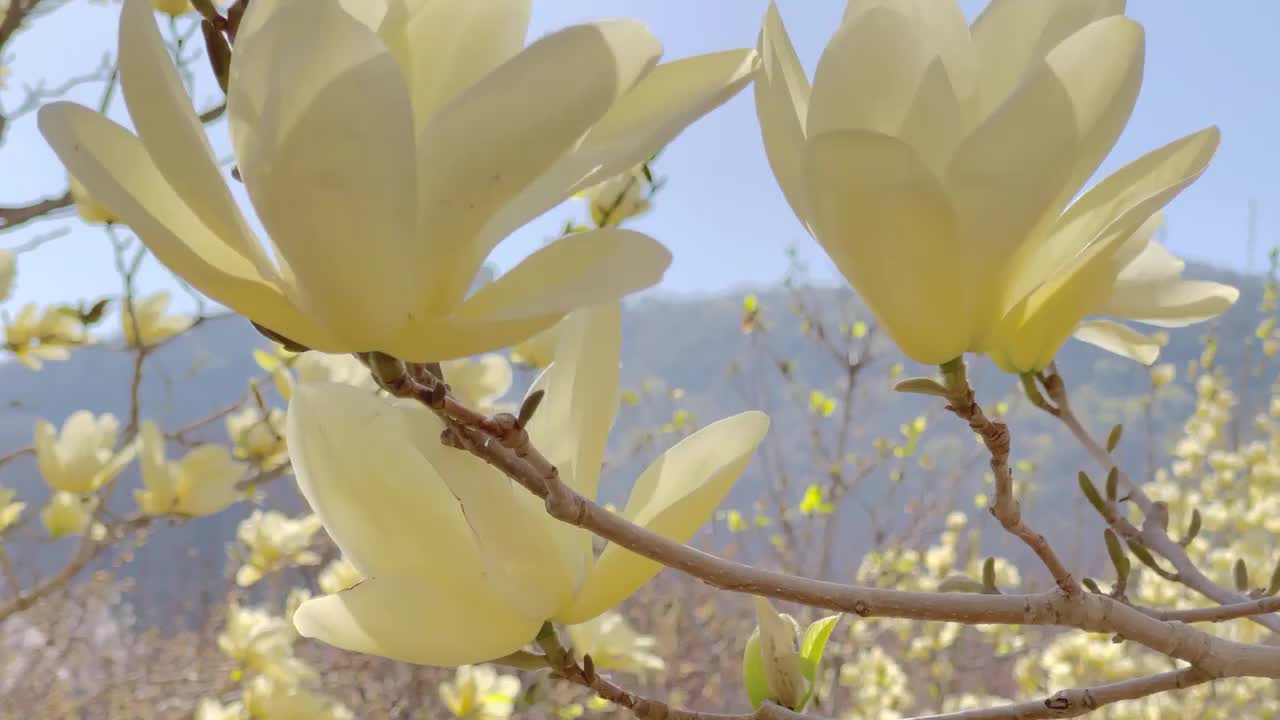 春天里的玉兰花视频素材