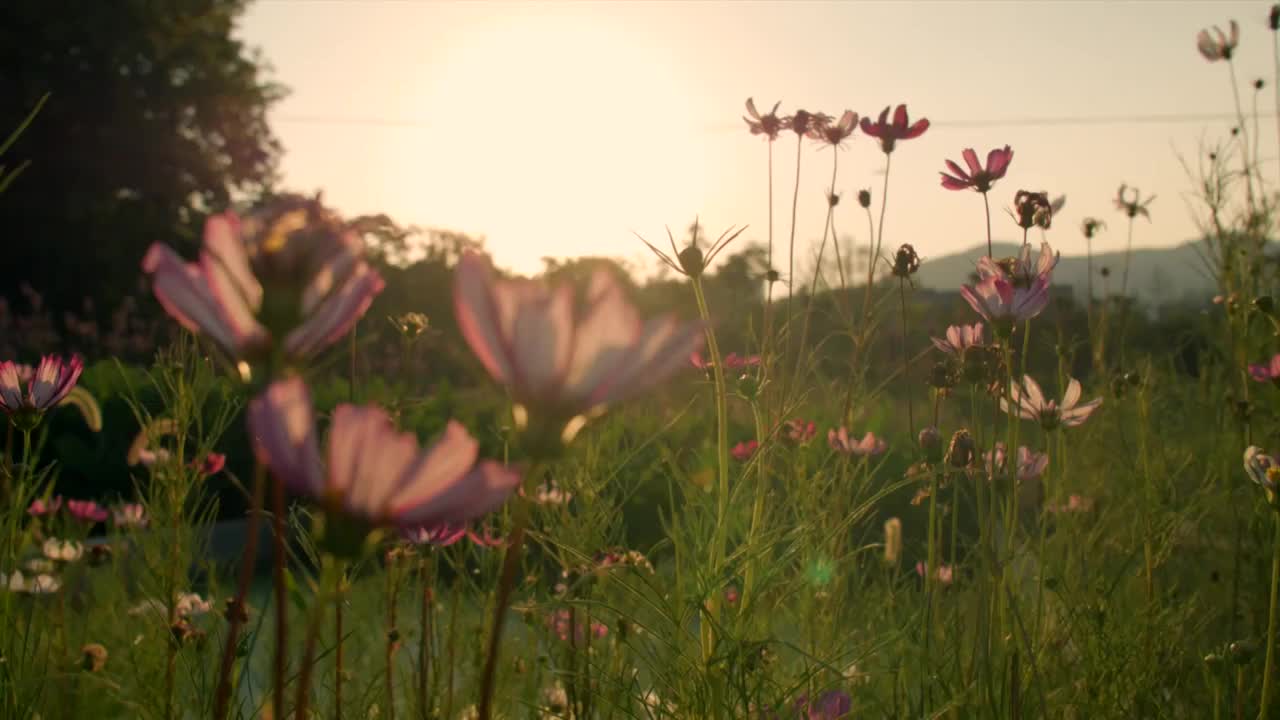 逆光格桑花和荷花特写视频素材