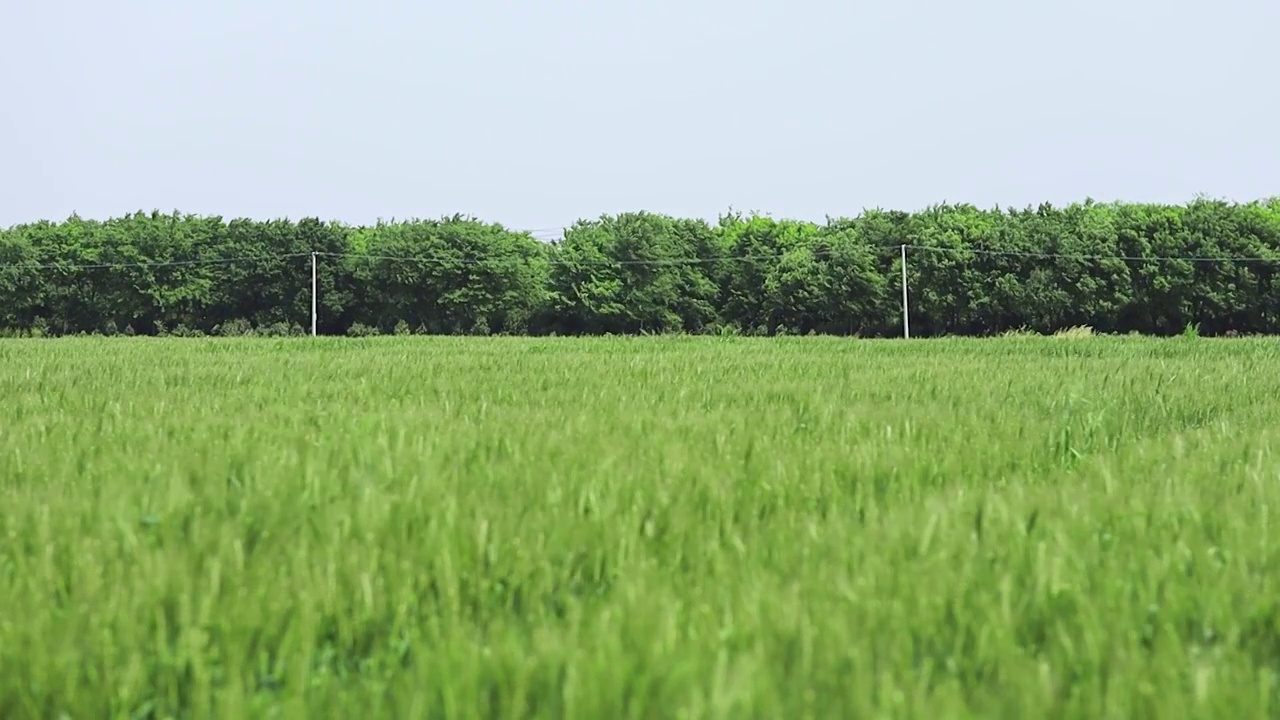 晴天下微风吹拂绿色麦田麦穗摇曳的姿态视频素材