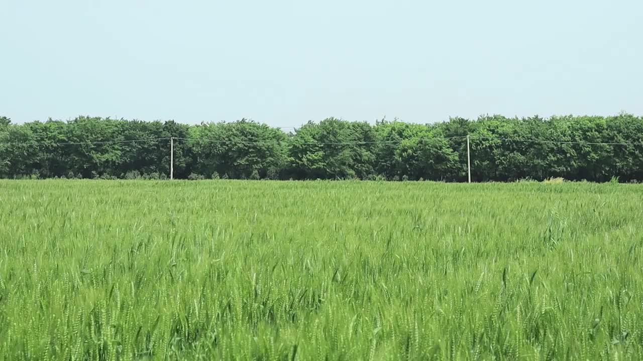 阳光下微风吹拂起的绿色麦浪视频素材