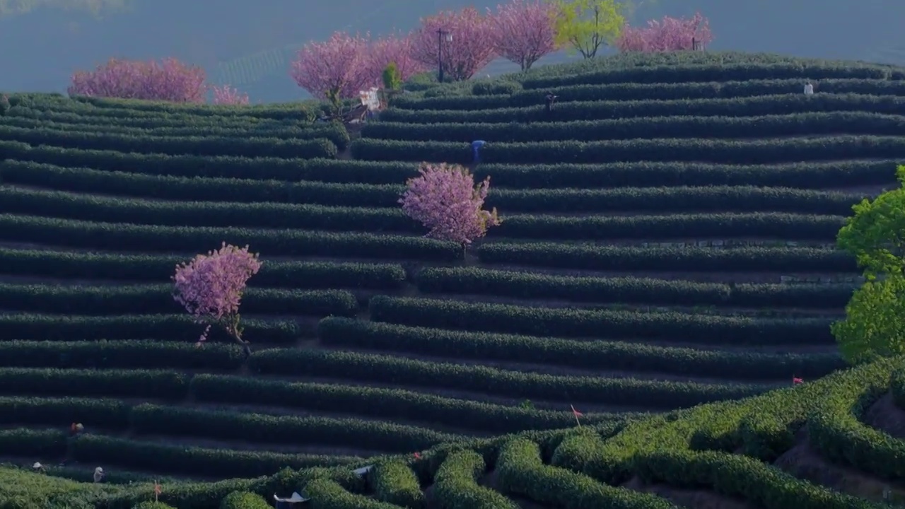 富阳拔山茶园视频下载