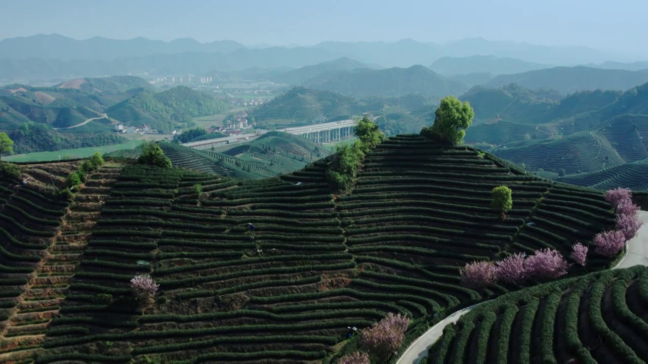 富阳拔山茶园视频下载