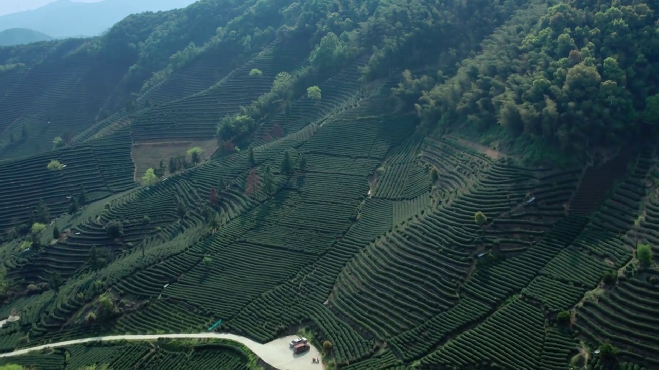 富阳拔山茶园视频下载