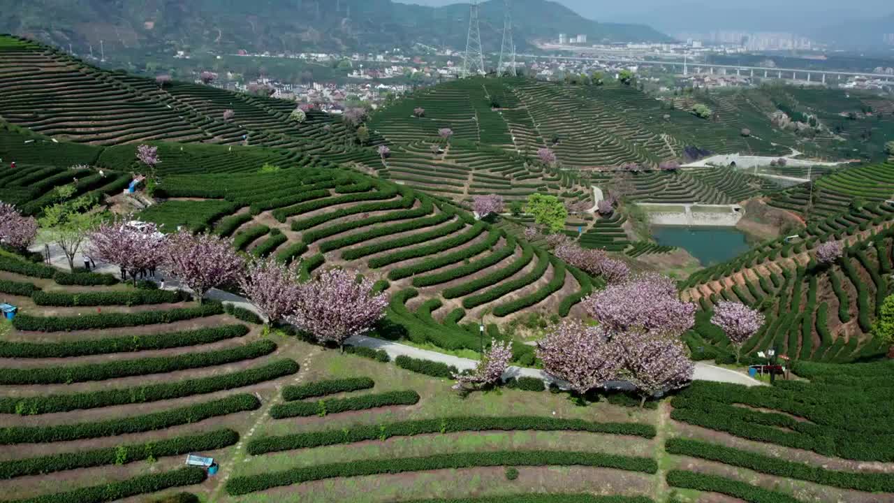 富阳拔山茶园视频下载