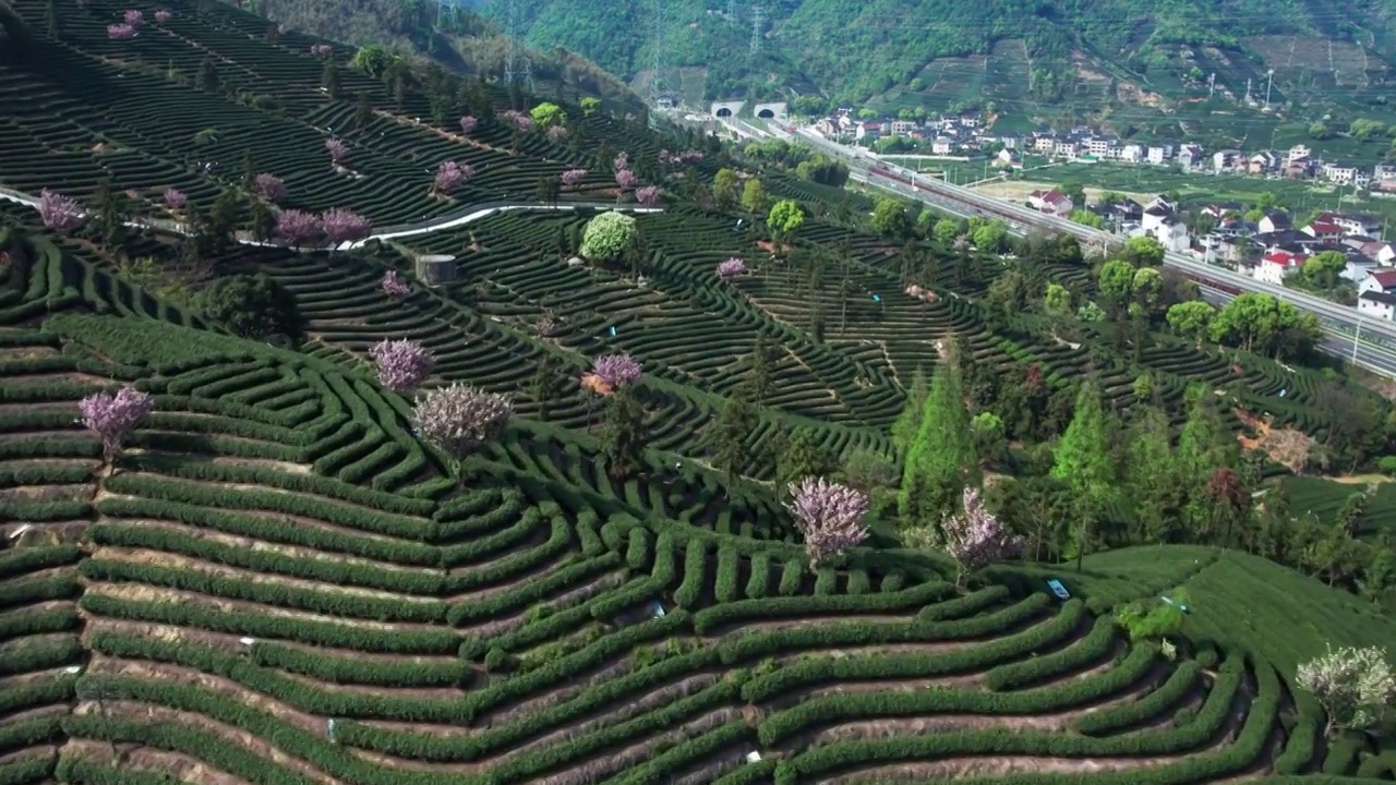 富阳拔山茶园视频素材