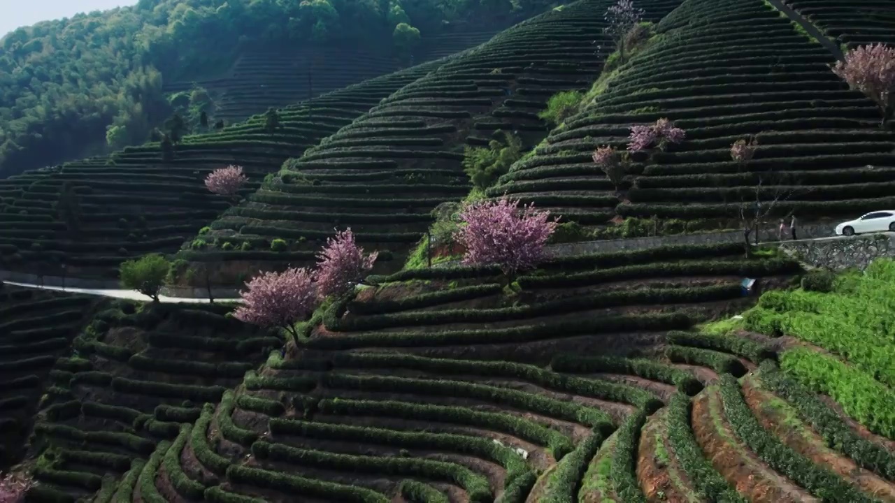 富阳拔山茶园视频素材