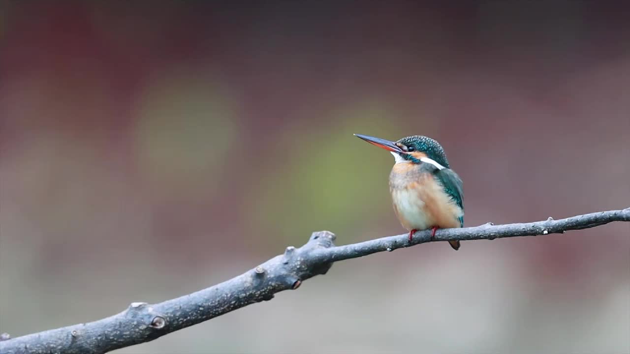 翠鸟长时版视频素材