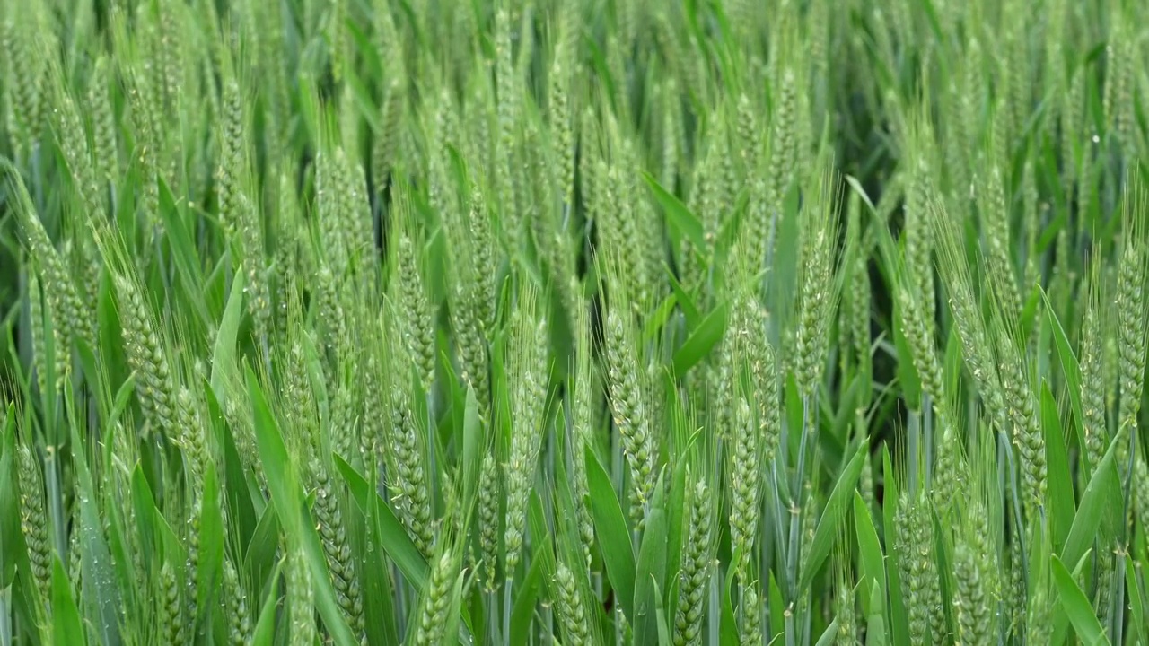 小麦麦穗麦子粮食丰收希望谷雨小满乡村振兴视频素材